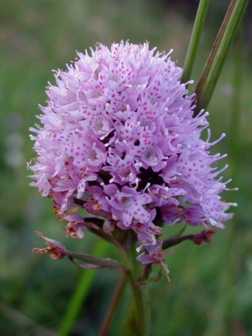 Traunsteinera globosa 