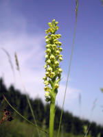 Pseudoorchis albida − Höswurz